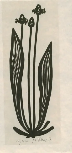 Linoryt J. A. Kellara: rostlina jitrocele