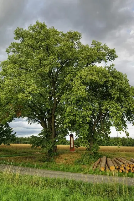 Dvě lípy u Bílého kříže u silnice na Pěnčín