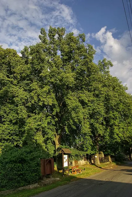 Lípa u hřbitova vedle silnice a vývěsky